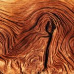 Holz Kontur Maserung als Synonym für Wurzelkanalbehandlung
